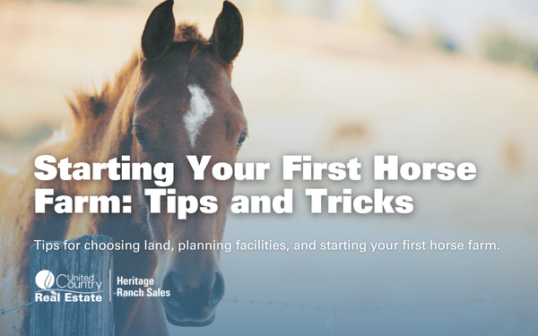 Starting Your First Horse Farm: Tips and Tricks